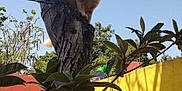 Peluche is registered to the contest to win money with this photo: animal, blue_sky, branch, cat, collar, daylight, fence, garden, leaves, nature, orange_cat, orange_wall, outdoor, pet, plants, shadow, sunlight, tree, wall, yellow_wall