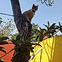 cat, tree, branch, orange_cat, outdoor, daylight, blue_sky, wall, yellow_wall, orange_wall, leaves, plants, nature, pet, animal, collar, sunlight, shadow, fence, garden