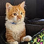 cat, kitten, orange_cat, white_fur, blue_collar, pet, animal, cute, feline, whiskers, paw, indoor, leopard_print, bag, curious, young, fur, closeup, domestic_cat, soft