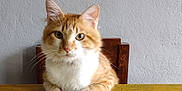 Peluche joined the competition — help win amazing prizes! cat, orange_cat, white_cat, pet, feline, table, wooden_table, chair, wooden_chair, indoor, wall, gray_wall, fur, whiskers, paws, looking, sitting, domestic_animal, calm, curious