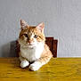 cat, orange_cat, white_cat, pet, feline, table, wooden_table, chair, wooden_chair, indoor, wall, gray_wall, fur, whiskers, paws, looking, sitting, domestic_animal, calm, curious