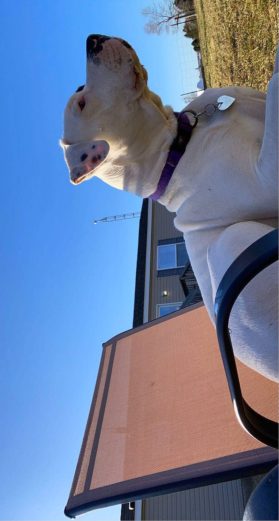 Pooh Bear joined the competition — help win amazing prizes! art, azure, beauty, blue, building, electric_blue, gesture, monument, sculpture, sky, snout, statue, white, wing, working_animal