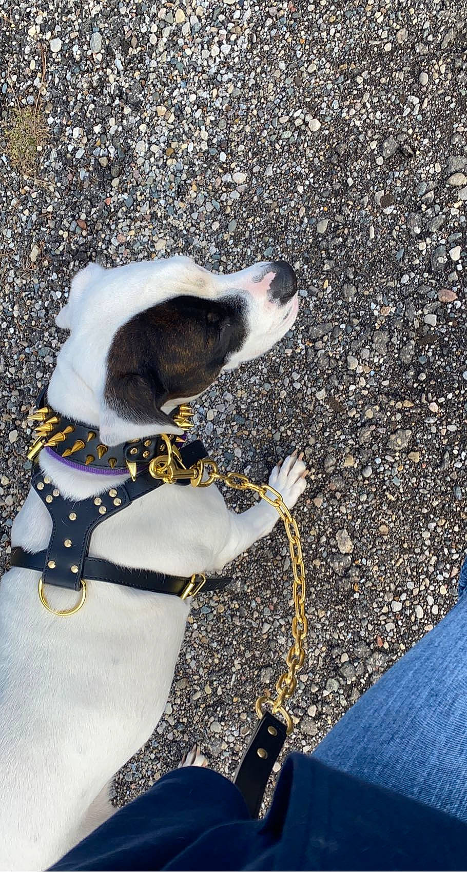 Pooh Bear is registered to the contest to win money with this photo: asphalt, canidae, carnivore, collar, companion_dog, dog, dog_breed, dog_collar, dog_supply, fawn, fur, leash, paw, pet_supply, snout, sporting_group, tail, terrestrial_animal, whiskers, working_animal