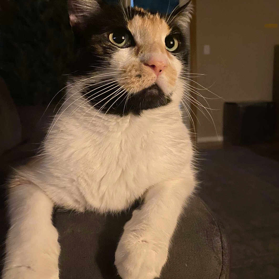 Chinny