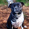 alert, animal, black_and_white, blurred_background, canine, chain, collar, companion, daylight, depth_of_field, dog, forest, fur, mammal, nature, outdoor, path, pet, pine_needles, sitting