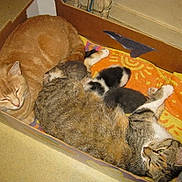 Isatys a rejoint le concours — aidez-le/la à gagner de superbes lots !