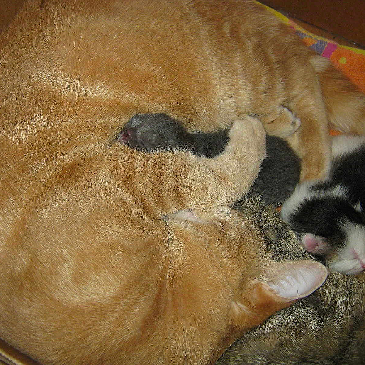 Isatys a rejoint le concours — aidez-le/la à gagner de superbes lots !