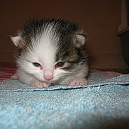 Chouchou a rejoint le concours — aidez-le/la à gagner de superbes lots !