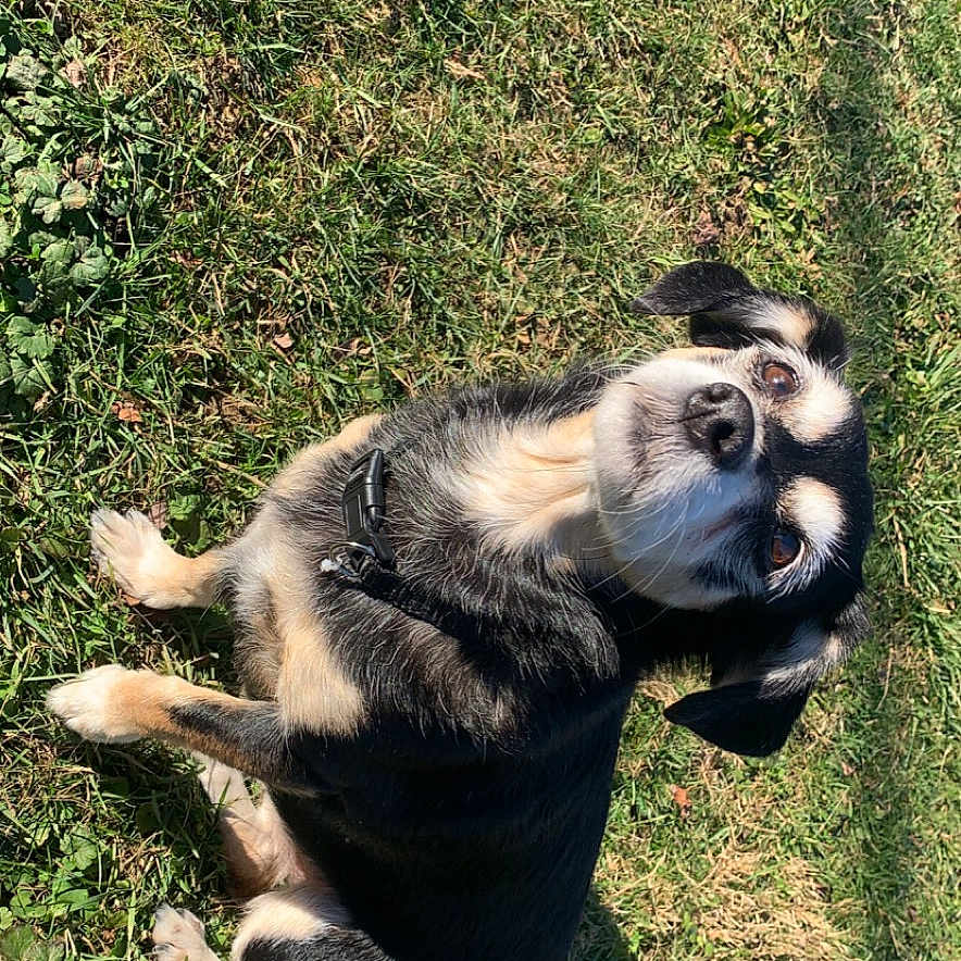 Meka is registered to the contest to win money with this photo: animal, canine, dog, field, grass, grassland, green, hound, husky, lawn, nature, outdoors, park, pet, plant, puppy, soil, tree, vegetation, yard