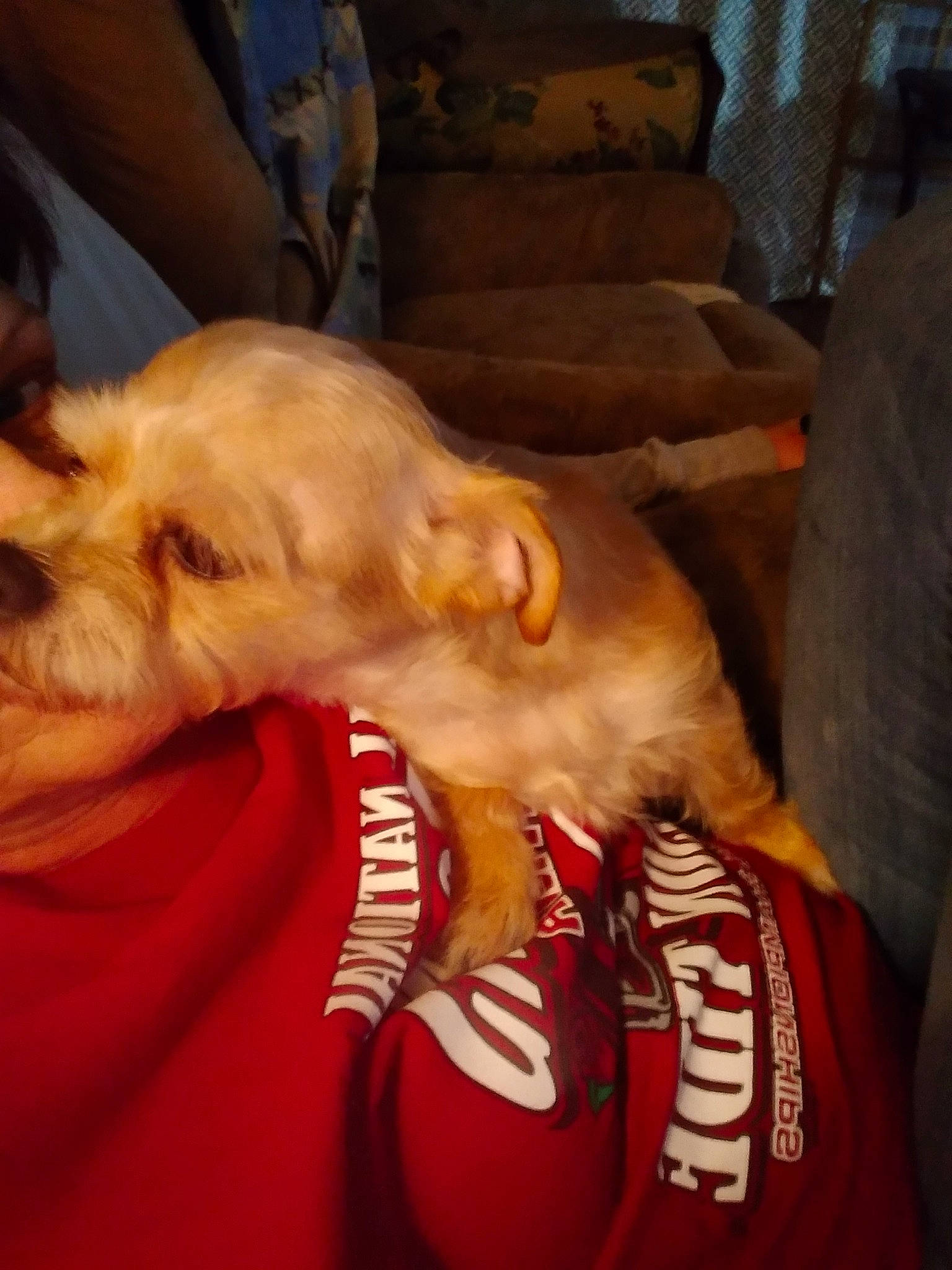 Bristol joined the competition — help win amazing prizes! canidae, carnivore, collar, comfort, companion_dog, couch, dog, dog_breed, dog_collar, ear, fawn, fur, guard_dog, jaw, puppy_love, retriever, snout, sporting_group, t_shirt, whiskers