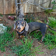 Sunny joined the competition — help win amazing prizes! animal, backyard, black, brown, canine, collar, curious, dachshund, dirt, dog, ears, fence, grass, ground, nature, outdoor, pet, portrait, snout, tree