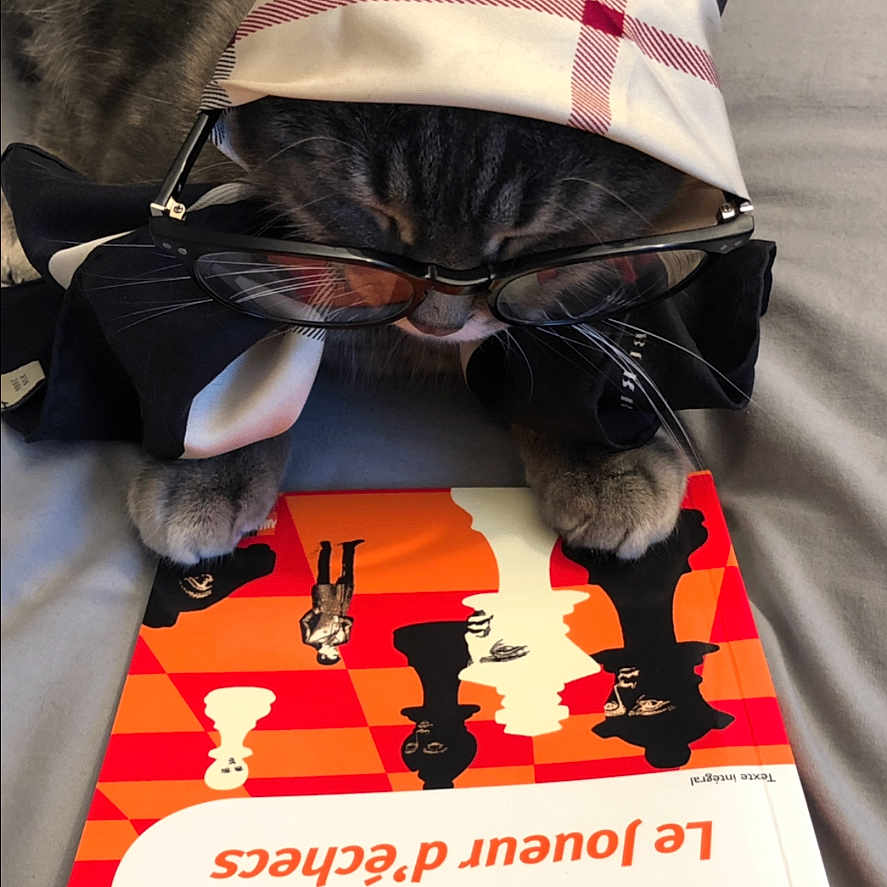 Mezzo participe au concours pour gagner de l'argent avec cette photo : animal, bed, black, book, cat, closeup, cover, cute, fabric, glasses, gray_cat, indoor, orange, paws, pet, portrait, reading, scarf, text, white