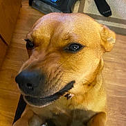 Nala is registered to the contest to win money with this photo: animal, appliance, canine, clothing, device, dog, electricaldevice, footwear, hardwood, hosiery, hound, indoors, interiordesign, labradorretriever, pet, plywood, puppy, shoe, sock, wood