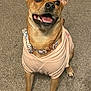 Nala joined the competition — help win amazing prizes! accessories, animal, bodypart, canine, chihuahua, dog, face, head, jewelry, leash, mouth, necklace, person, pet, photography, portrait, puppy, strap, sunglasses, teeth