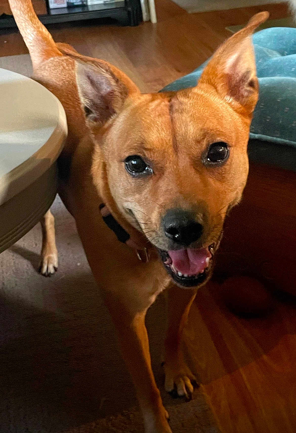 Nala