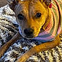 Nala is registered to the contest to win money with this photo: animal, ball, blanket, bulldog, canine, chihuahua, computerhardware, dog, electronics, hardware, hound, monitor, pet, photography, puppy, screen, snout, sport, text, whitedog