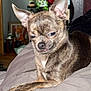 animal, blurred_background, brindle, canine, chihuahua, close_up, cute, dog, ears, expression, face, fur, home, indoor, lying_down, mischievous, paw, pet, resting, small_dog