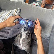 Jasper joined the competition — help win amazing prizes! dog, glasses, hand, couch, blanket, indoor, pet, grey_dog, white_chest, furniture, cozy, playful, animal, relaxing, portrait, domestic, canine, household, comfort, casual