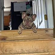 Nyla is registered to the contest to win money with this photo: animal, blurred_background, brown, canine, curious, dog, domestic, door, ears, expression, face, french_bulldog, household, indoor, looking, paws, peeking, pet, stairs, wood