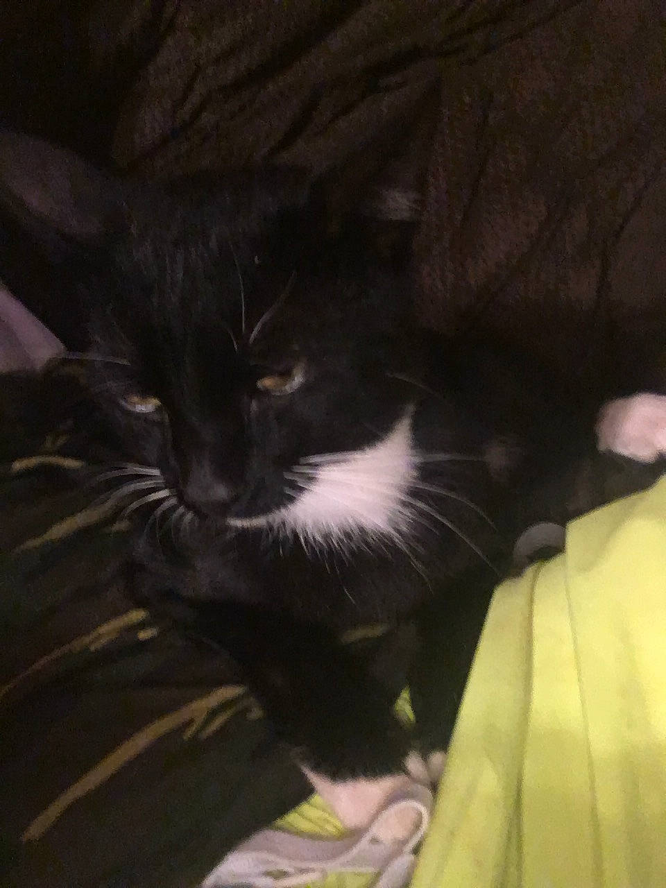 Jellybean is registered to the contest to win money with this photo: black_cat, carnivore, cat, cloud, comfort, darkness, domestic_short_haired_cat, eye, felidae, fur, human_leg, iris, linens, nap, sitting, small_to_medium_sized_cats, snout, tail, tints_and_shades, whiskers