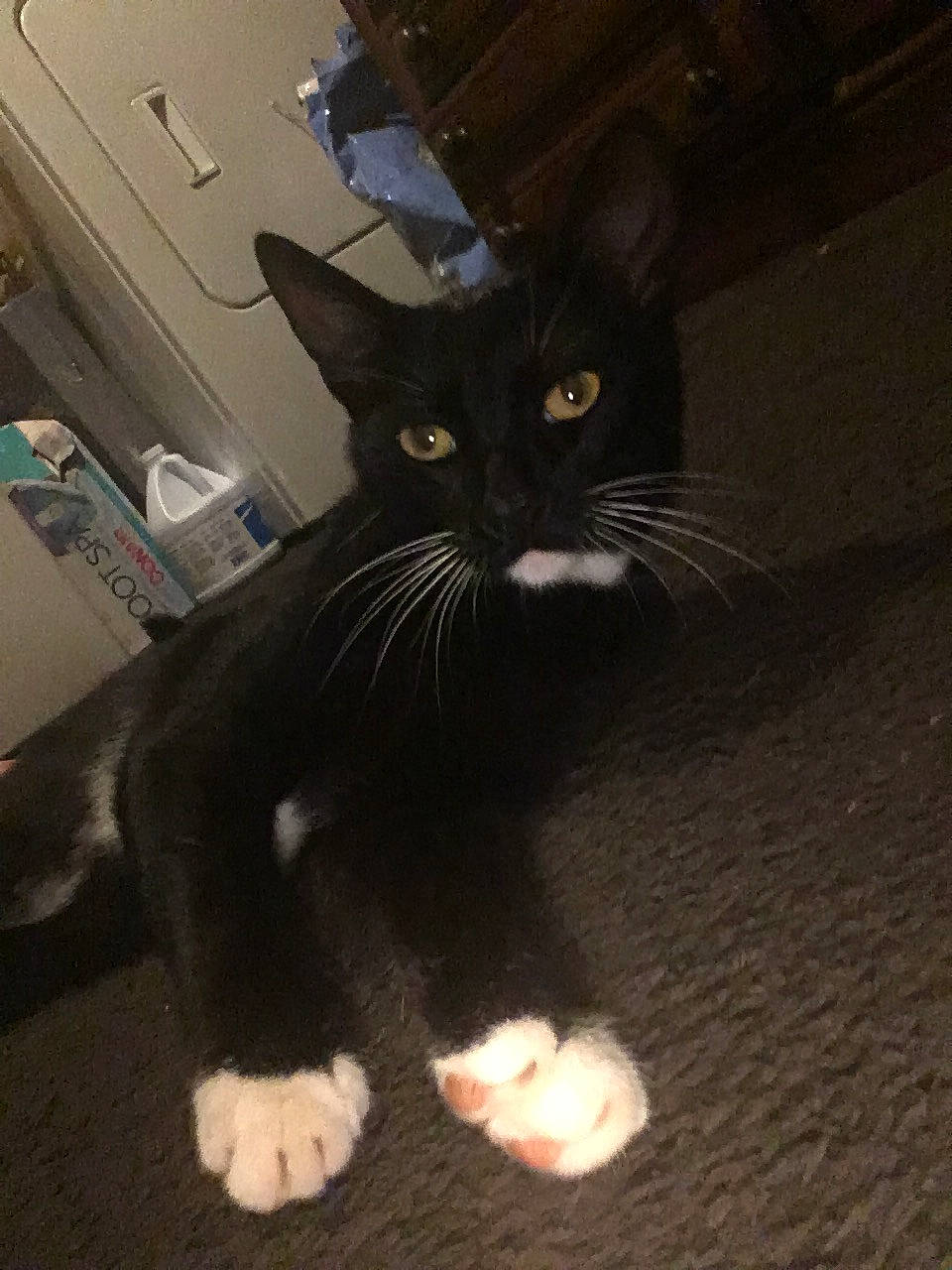 Jellybean joined the competition — help win amazing prizes! black_cat, carnivore, cat, claw, comfort, domestic_short_haired_cat, eye, felidae, foot, fur, gesture, head, human_body, leg, paw, small_to_medium_sized_cats, snout, tail, terrestrial_animal, whiskers