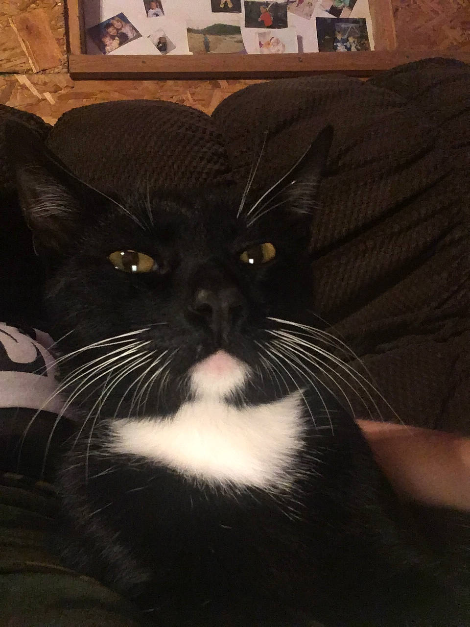 Jellybean joined the competition — help win amazing prizes! black_cat, carnivore, cat, claw, comfort, domestic_short_haired_cat, eye, felidae, foot, fur, monochrome_photography, paw, picture_frame, small_to_medium_sized_cats, snout, sports_equipment, tail, terrestrial_animal, tints_and_shades, whiskers