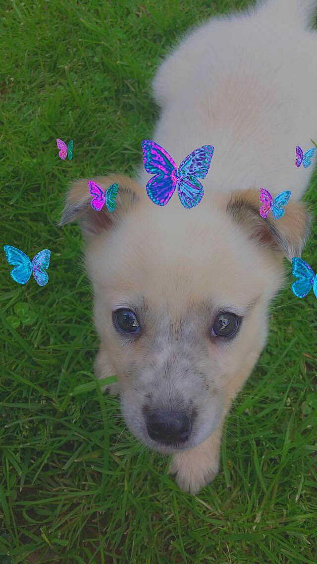 Target is registered to the contest to win money with this photo: arthropod, butterfly, carnivore, chihuahua, companion_dog, dog, dog_breed, dog_supply, fashion_accessory, grass, insect, moths_and_butterflies, mythical_creature, plant, pollinator, terrestrial_animal, toy, toy_dog, whiskers, wing