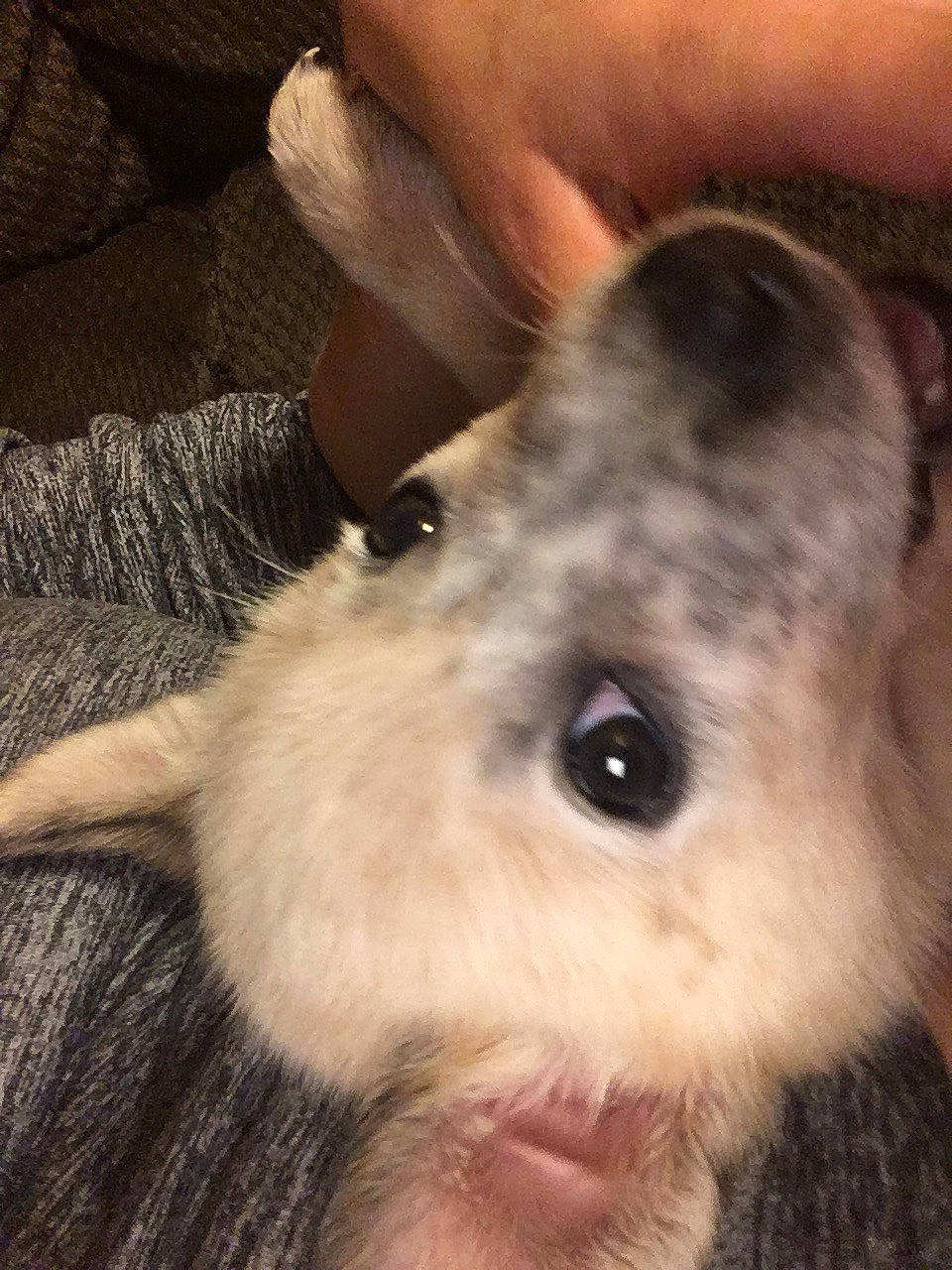 Target is registered to the contest to win money with this photo: chinchilla, domestic_rabbit, ear, event, eye, fawn, fur, hair, hamster, head, mouse, muridae, muroidea, rabbit, rabbits_and_hares, rodent, snout, terrestrial_animal, whiskers, wildlife