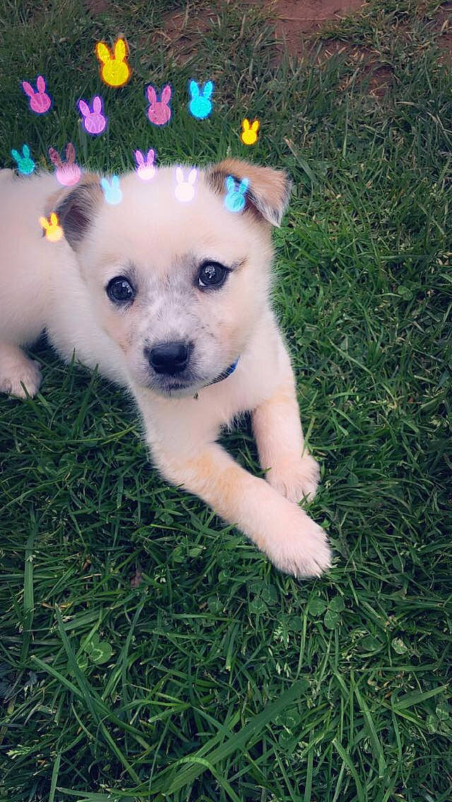 Target is registered to the contest to win money with this photo: ball, carnivore, companion_dog, dog, dog_breed, dog_clothes, dog_supply, fashion_accessory, fawn, grass, hat, plant, snout, sporting_group, sunglasses, tail, toy, toy_dog, whiskers, working_animal