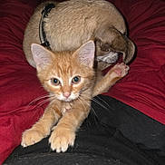 Fox joined the competition — help win amazing prizes! animal, bed, blanket, cat, collar, cozy, curious, cute, dog, fur, indoor, kitten, orange_cat, paws, pet, red_blanket, resting, sleeping_dog, small_dog, whiskers