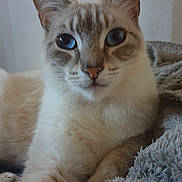 Rayna participe au concours pour gagner de l'argent avec cette photo : cat, blue_eyes, close_up, feline, pet, animal, whiskers, fur, relaxed, indoor, cozy, blanket, texture, mammal, portrait, cute, domestic, sleepy, paw, resting