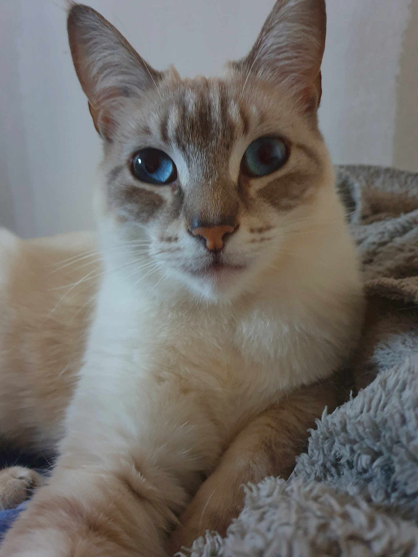 Rayna participe au concours pour gagner de l'argent avec cette photo : cat, blue_eyes, close_up, feline, pet, animal, whiskers, fur, relaxed, indoor, cozy, blanket, texture, mammal, portrait, cute, domestic, sleepy, paw, resting