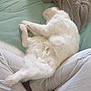 cat, white_cat, sleeping, fluffy, pet, indoor, blanket, human_legs, pants, resting, cozy, relaxation, fur, animal, bed, comfort, cute, domestic_cat, feline, napping