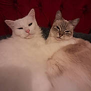 Roméo a rejoint le concours — aidez-le/la à gagner de superbes lots ! cat, cats, fluffy, white_cat, gray_cat, pet, feline, snuggling, cozy, indoor, couch, tufted_couch, closeup, fur, relaxed, cute, animal, companion, resting, portrait