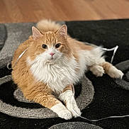 Cherry joined the competition — help win amazing prizes! animal, cat, cute, domestic_cat, ears, floor, fluffy, fur, indoor, lying_down, orange_cat, patterned_rug, paws, pet, playful, relaxed, rug, string, whiskers, white_fur