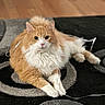 animal, cat, cute, domestic_cat, ears, floor, fluffy, fur, indoor, lying_down, orange_cat, patterned_rug, paws, pet, playful, relaxed, rug, string, whiskers, white_fur