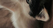 Callie is registered to the contest to win money with this photo: animal, blurred, brown, cat, closeup, couch, cute, domestic, feline, fur, indoor, kitten, motion, paw, pet, playful, resting, soft, whiskers, young