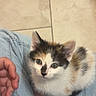 animal, calico, cat, curious, cute, domestic, ears, feline, fur, hand, indoor, jeans, kitten, lap, person, pet, small, tile_floor, whiskers, young