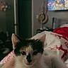 Callie joined the competition — help win amazing prizes! animal, bed, black, blanket, cat, cozy, cute, domestic, feline, fur, home, indoor, kitten, nose_spot, pet, relaxed, resting, sleepy, white, young