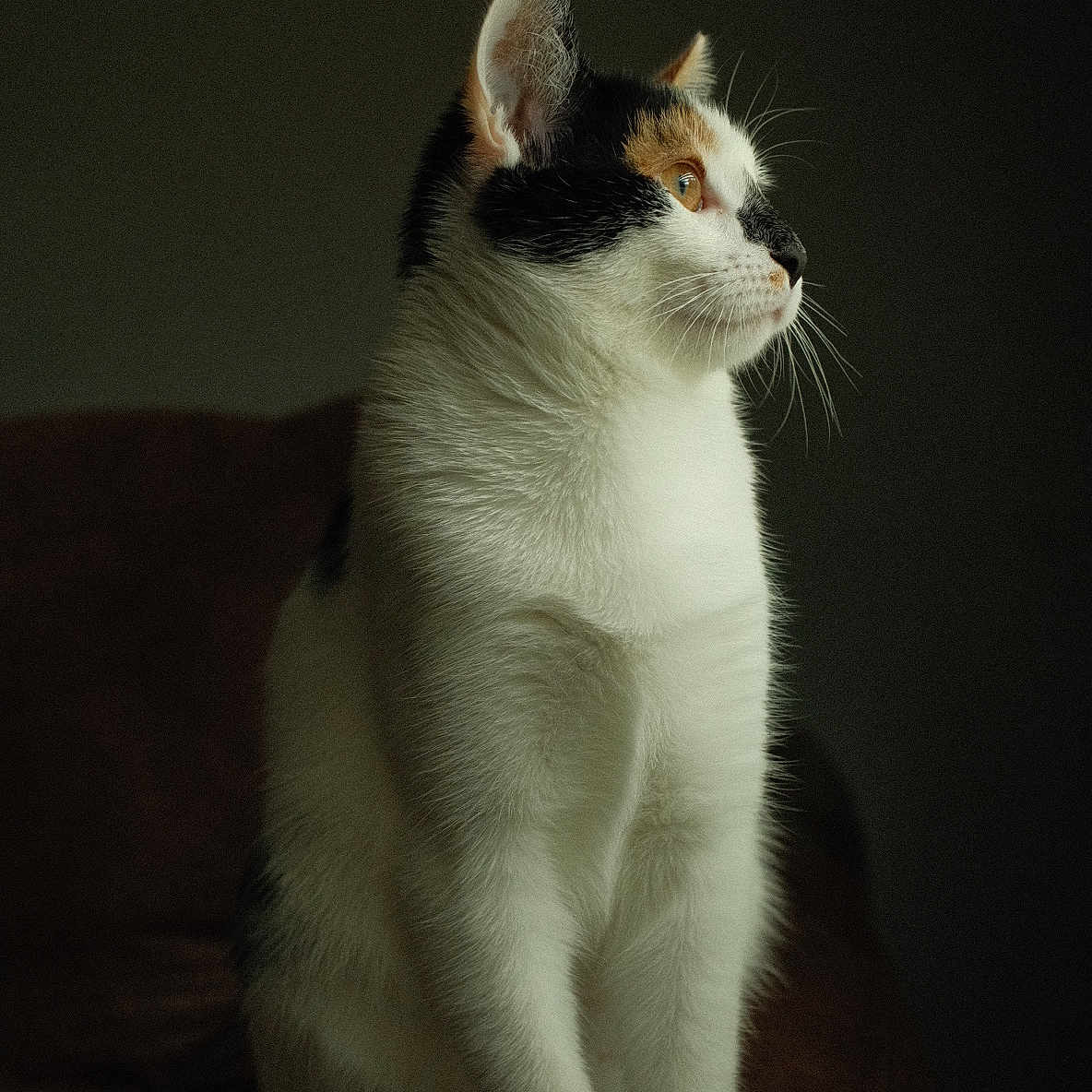 Callie