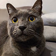 Lily participe au concours pour gagner de l'argent avec cette photo : animal, cat, close_up, curious, cute, domestic_cat, ears, feline, fur, gray_cat, indoor, lying_down, muzzle, nose, pet, portrait, relaxed, soft_background, whiskers, yellow_eyes