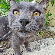 Lily a rejoint le concours — aidez-le/la à gagner de superbes lots ! animal, cat, close_up, concrete, curious, fur, gray_cat, greenery, mammal, nature, outdoor, pet, plants, portrait, sidewalk, sniffing, wall, whiskers, yellow_eyes
