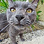 animal, cat, close_up, concrete, curious, fur, gray_cat, greenery, mammal, nature, outdoor, pet, plants, portrait, sidewalk, sniffing, wall, whiskers, yellow_eyes