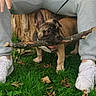 puppy, dog, stick, grass, person, leash, sneakers, sweatpants, outdoor, nature, playful, pet, animal, greenery, casual, young_dog, wood, tree_stump, fun, leisure