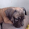 puppy, dog, cushion, indoor, resting, wrinkled_skin, brown_fur, gray_cushion, toy, yellow_toy, pet, cute, animal, sad, young_dog, close_up, head, ears, wall, texture