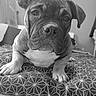 dog, puppy, black_and_white, bed, cushion, pattern, pet, indoor, cute, face, ears, animal, looking, portrait, young, canine, resting, fur, nose, whiskers