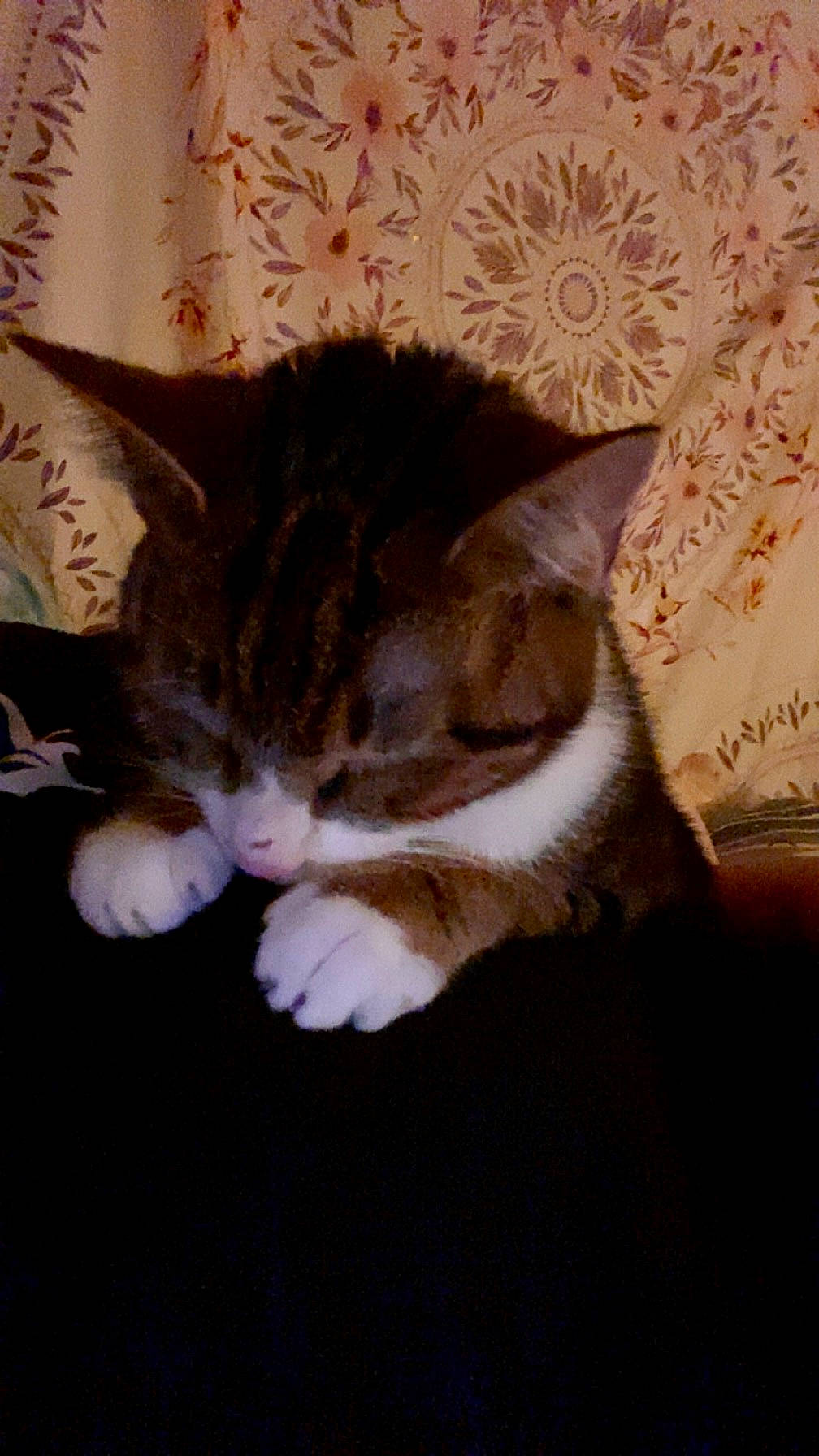 Skipjack is registered to the contest to win money with this photo: carnivore, cat, comfort, domestic_short_haired_cat, felidae, fur, paw, plant, small_to_medium_sized_cats, tail, whiskers, window