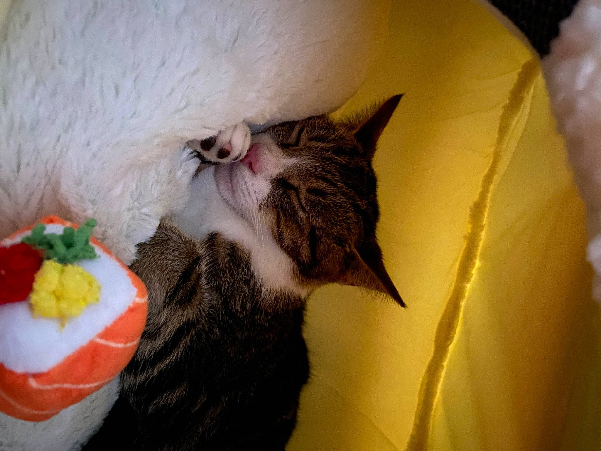 Skipjack joined the competition — help win amazing prizes! carnivore, cat, claw, comfort, comfort_food, dessert, domestic_short_haired_cat, felidae, fruit, fur, ingredient, nap, paw, petal, plant, small_to_medium_sized_cats, snout, stuffed_toy, tail, whiskers