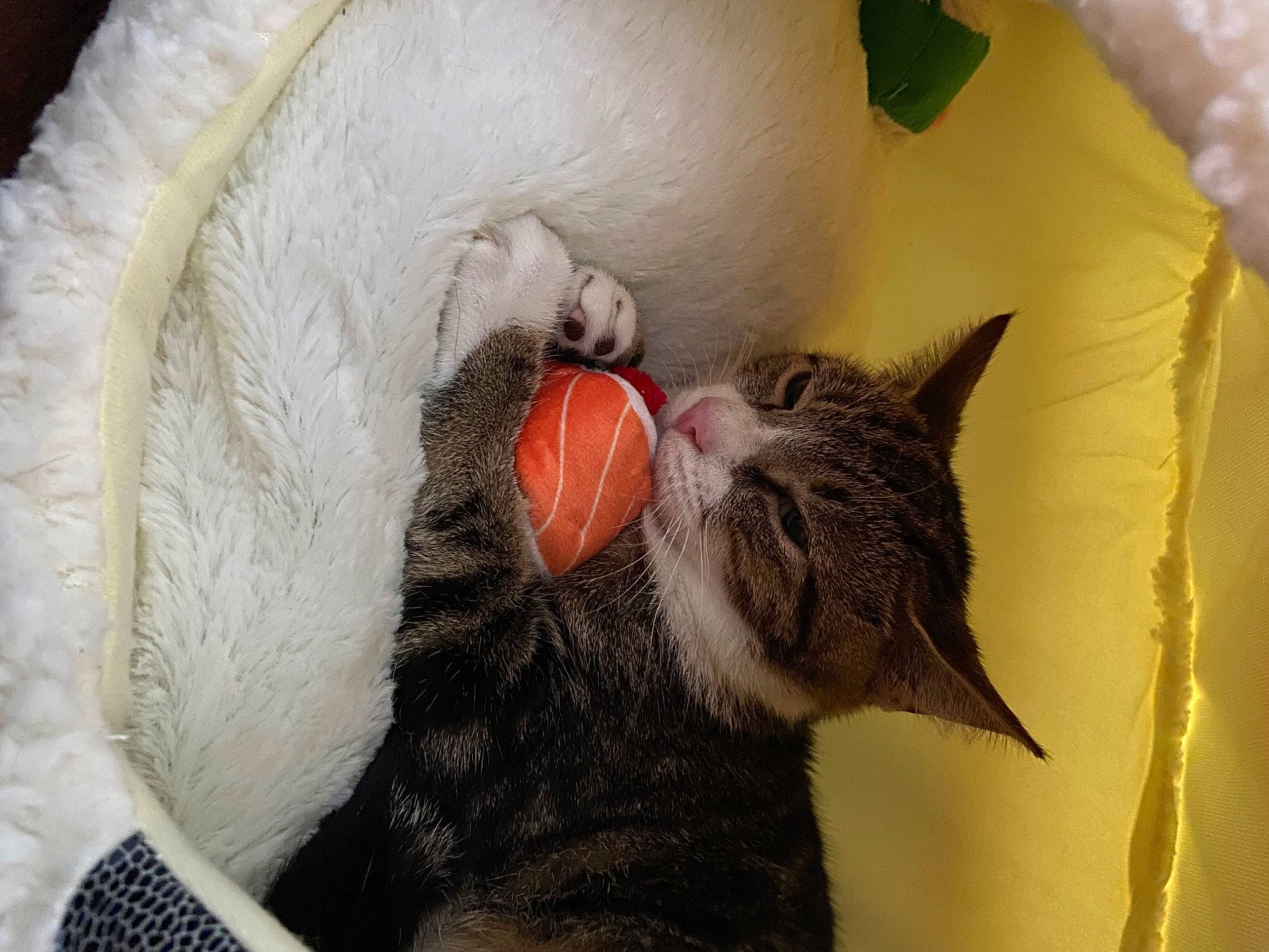 Skipjack joined the competition — help win amazing prizes! carnivore, cat, cat_bed, cat_supply, claw, comfort, domestic_short_haired_cat, ear, fang, felidae, fur, grey, nap, paw, small_to_medium_sized_cats, snout, tail, whiskers