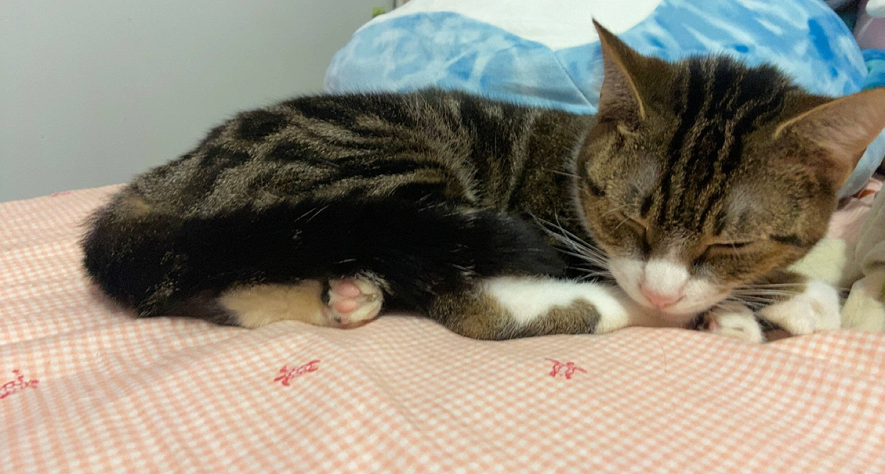 Skipjack joined the competition — help win amazing prizes! carnivore, cat, cat_supply, claw, comfort, domestic_short_haired_cat, felidae, fur, nap, paw, sleep, small_to_medium_sized_cats, snout, whiskers